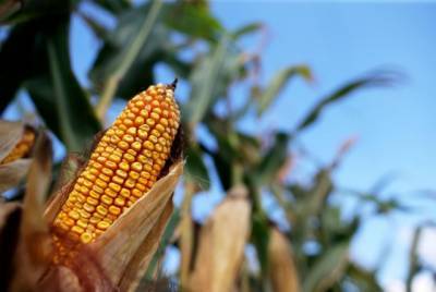 В США резко повысили кукурузный прогноз по Украине - enovosty.com - США