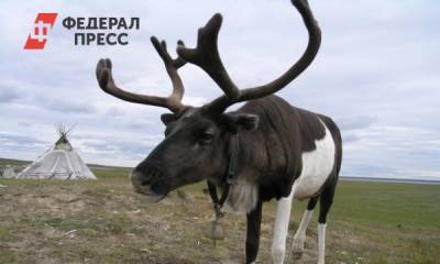 На Ямале у оленевода украли тонну рогов - fedpress.ru - окр. Янао - район Приуральский