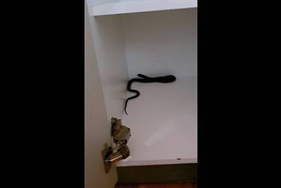 Мужчина разбирал вещи и нашел в шкафу ядовитую змею - lenta.ru - Australia - штат Квинсленд