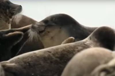 Экологи в ужасе: сотни мертвых "краснокнижных" тюленей нашли на побережье - причины беды - akcenty.com.ua - Махачкала - респ. Дагестан