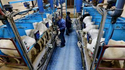 Россия разрешила ввоз молочной продукции еще четырем предприятиям Белоруссии - iz.ru - Белоруссия - Калинковичи