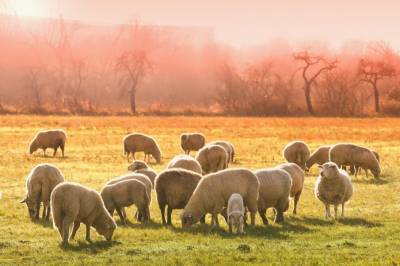 В организме 92% овец обнаружили микропластик - agroportal.ua - Испания