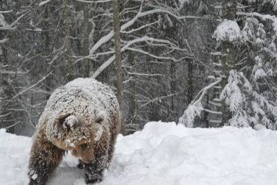 В Корткеросском районе отстрелят медведя-шатуна - komiinform.ru - респ. Коми - район Корткеросский