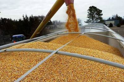 Агро - На сколько Украина снизила экспорт зерновых в 2020 году: сравнение - 24tv.ua