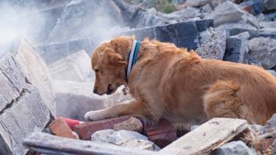 Мужчина и 30 собак сгорели в частном доме в Нижнем Новгороде - 5-tv.ru - Нижний Новгород - Нижний Новгород