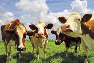 До 2035 года искусственная еда может заменить мясо и «молочку» - inform-ua.info - США