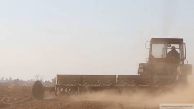 Фермеры приступили к возделыванию земель в сирийской Пальмире - inforeactor.ru - Сирия - Пальмира