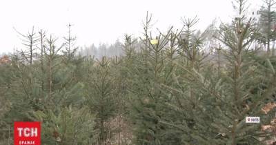 Купить елку или арендовать: сколько будут стоить новогодние деревья в этом году - tsn.ua - Запорожье