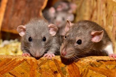 Британцев предупредили о нашествии миллионов крыс - aif.ru - Англия