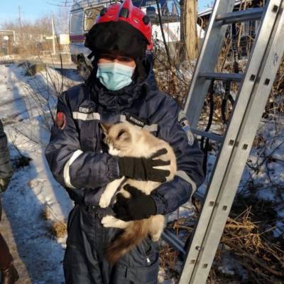 В Удмуртии спасли кошечку, которая три дня сидела на девере - gorodglazov.com - респ. Удмуртия