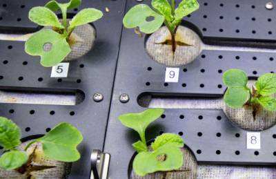 В космосе вырастили редиску - agroportal.ua