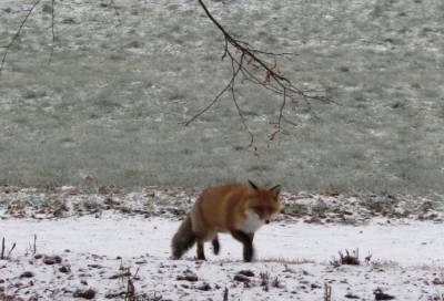 Владимир Цой - Фото: лиса решила прогуляться по парку «Монрепо» в Выборге - online47.ru - Выборг