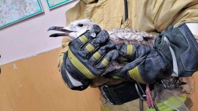 Из ледяного плена в Финском заливе сотрудники МЧС спасли чайку - piter.tv - Санкт-Петербург