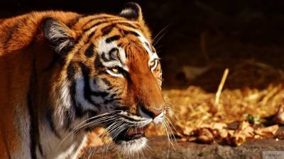 Нападение голодного тигра на дрессировщика в цирке сняли на видео - newinform.com - Китай - Китай - провинция Шаньси - Нападение