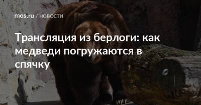Трансляция из берлоги: как медведи погружаются в спячку - mos.ru