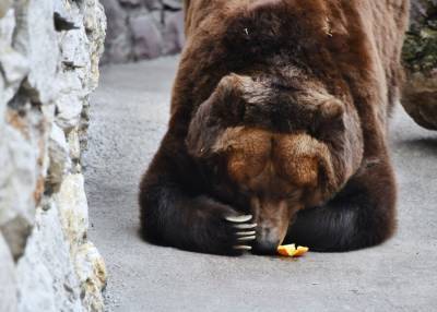 Светлана Акулова - Три медведя впали в спячку в Московском зоопарке - m24.ru - Москва