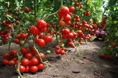Агро - Определены наиболее урожайные гибриды томата для Западной Лесостепи - 24tv.ua - Львов