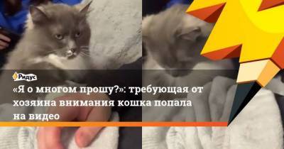 Я о многом прошу?: требующая от хозяина внимания кошка попала на видео - skuke.net