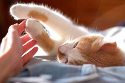 Медики выяснили, какое заболевание передается через царапины от кошек - lenta.ua