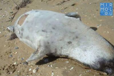 Рыболовство насчитало уже 305 погибших тюленей в Дагестане - mirmol.ru - Махачкала - респ. Дагестан
