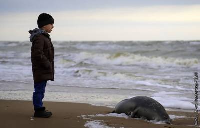 Еще 23 погибших тюленя найдены на побережье Каспийского моря - interfax.ru - Москва - Махачкала - респ. Дагестан - Астрахань