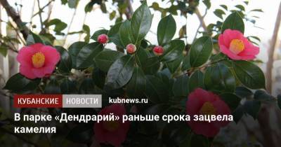 В парке «Дендрарий» раньше срока зацвела камелия - kubnews.ru - Сочи