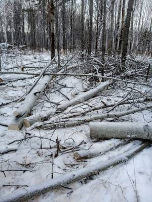 В Кузбассе предприниматель незаконно вырубил деревьев на 2,2 млн рублей - gazeta.a42.ru - Кемеровская обл.