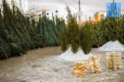 Лесники Дагестана усилят надзор за вырубкой хвойных деревьев - mirmol.ru - респ. Дагестан