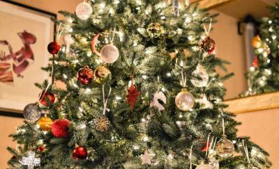 Елена Бережная - Традиционный «Праздник новогодней елки» для детей проведут в онлайн-формате - neva.today