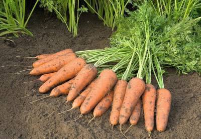 Агро - Морковь остается в земле: почему фермеры не собирают урожай - 24tv.ua