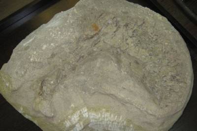 Палеонтологи обнаружили новый вид динозавров с меховой гривой - aif.ru - Германия - Бразилия