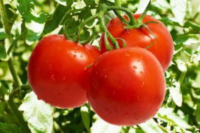 Россельхознадзор частично разрешил ввоз азербайджанских томатов - aif.ru - Азербайджан - Россельхознадзор