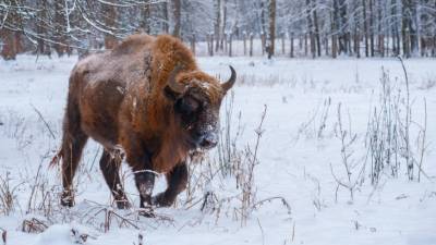Зубров исключили из категории вымирающих видов - grodnonews.by - Англия - Белоруссия
