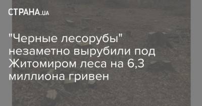 "Черные лесорубы" незаметно вырубили под Житомиром леса на 6,3 миллиона гривен - strana.ua - Житомир