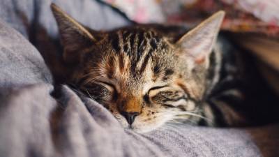 Возьми пушистика: 10 научных причин, почему вам нужно завести дома котенка - 24tv.ua