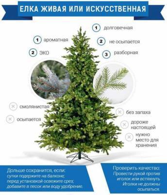 Какое новогоднее дерево лучше? – мнение эколога - lenta.ua