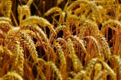 Агро - В Хмельницком будут выращивать цветную пшеницу: семена разработали украинцы - 24tv.ua - Хмельницкая обл.