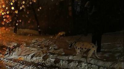 Испугавшаяся собаки женщина упала под колёса машин в Воронеже: появилось видео - vestivrn.ru - Воронеж - Острогожск
