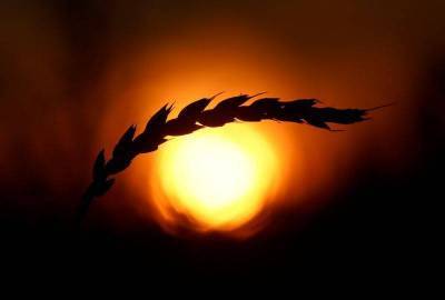 РФ хочет вскоре поставить пробную партию пшеницы в Ирак, выйти в Японию - ОЗК - smartmoney.one - Москва - Россия - Япония - Ирак - Krasnoyarsk