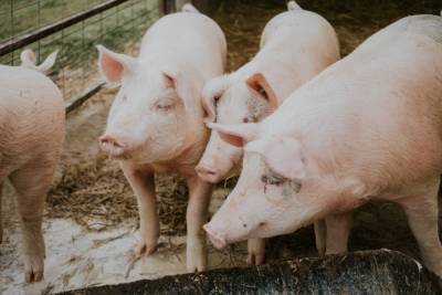 В США разрешили есть ГМО-свиней и использовать для медицины - 24tv.ua - США - Япония