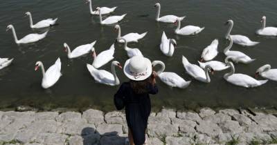 В Хмельницкой области людей просят прекратить кормить сотни лебедей, которые поселились на пруду - tsn.ua - Хмельницкая обл. - Волочиск