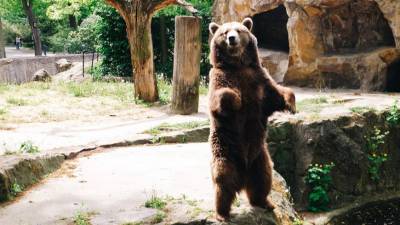 «Танцующие» медведи из адского зоопарка Пакистана отправились в Иорданию - mir24.tv - Камбоджа - Пакистан - Иордания