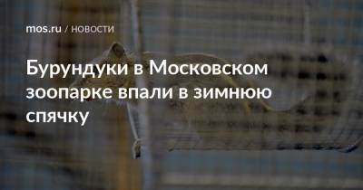 Светлана Акулова - Бурундуки в Московском зоопарке впали в зимнюю спячку - mos.ru