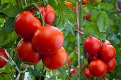 Агро - В Японии впервые разрешили томаты с ГМО: они способствуют снижению давления - 24tv.ua - Япония