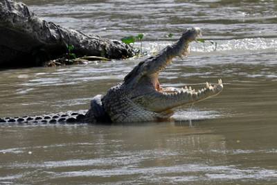 Мужчина пережил четыре нападения крокодилов и отказался бросать рыбалку - lenta.ru - Зимбабве