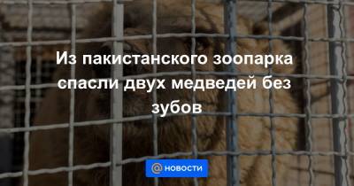 Из пакистанского зоопарка спасли двух медведей без зубов - news.mail.ru - Пакистан - Исламабад - Иордания