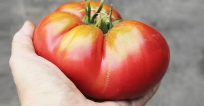 Можно ли есть безвкусные помидоры из супермаркета или лучше всё-таки выбросить - skuke.net - Китай