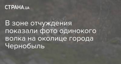 В зоне отчуждения показали фото одинокого волка на околице города Чернобыль - strana.ua