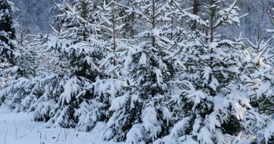 Новогодняя елка: где можно купить и как проверить легальность - tsn.ua