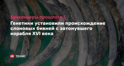 Браконьеры прошлого. Генетики установили происхождение слоновых бивней с затонувшего корабля XVI века - nv.ua - Намибия